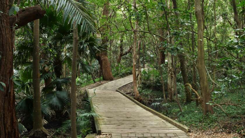 Boardwalk Pathway Through Tropical Forest
