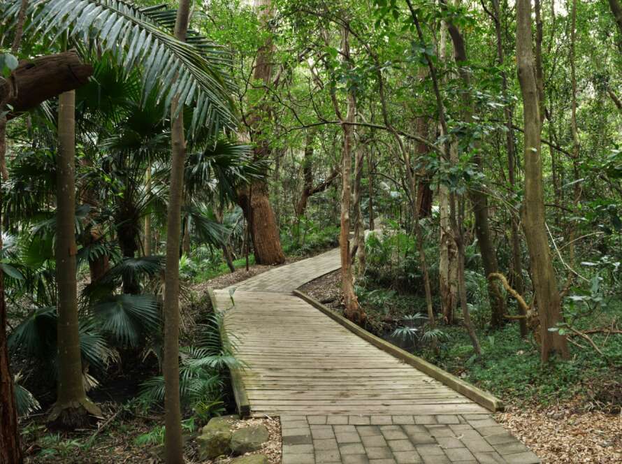 Boardwalk Pathway Through Tropical Forest