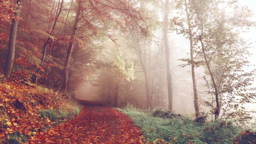 Autumn Leaves on Pathway Through Forest