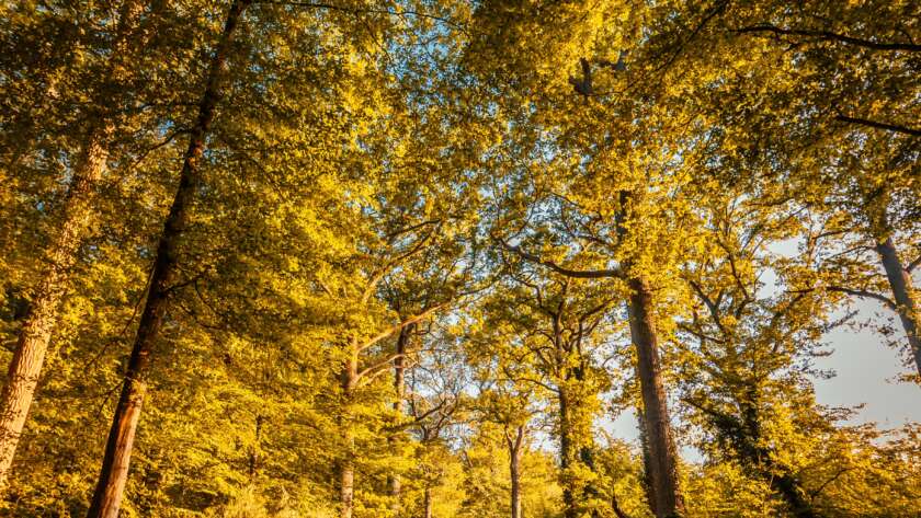 Autumn Pathway with leaves