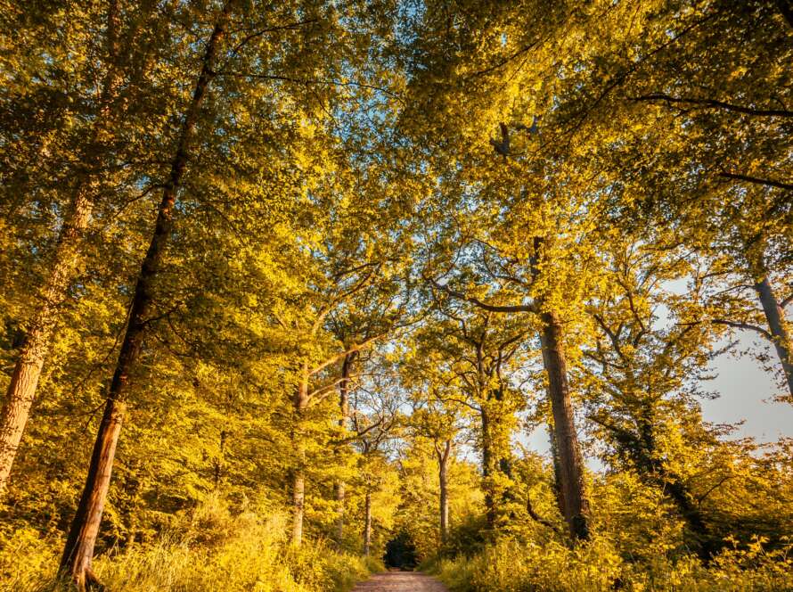 Autumn Pathway with leaves