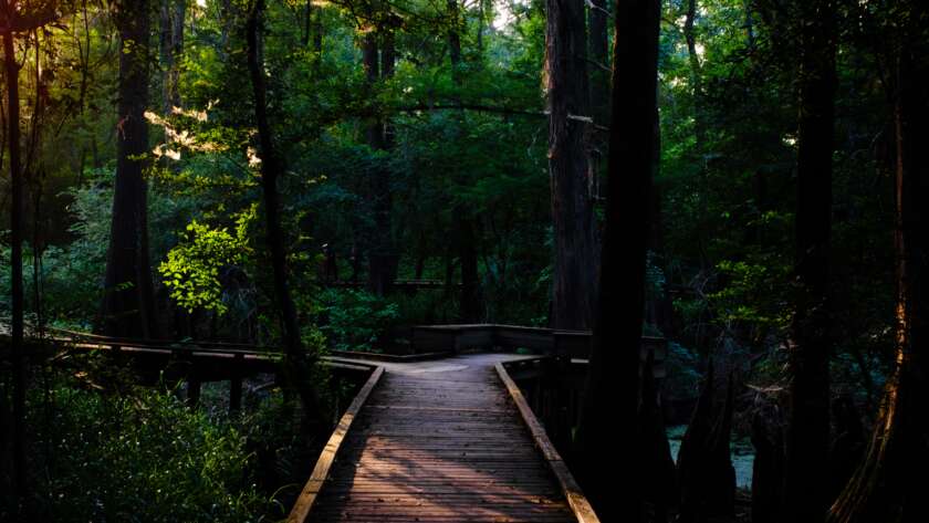 Boardwalk Pathway in Shaded Forest