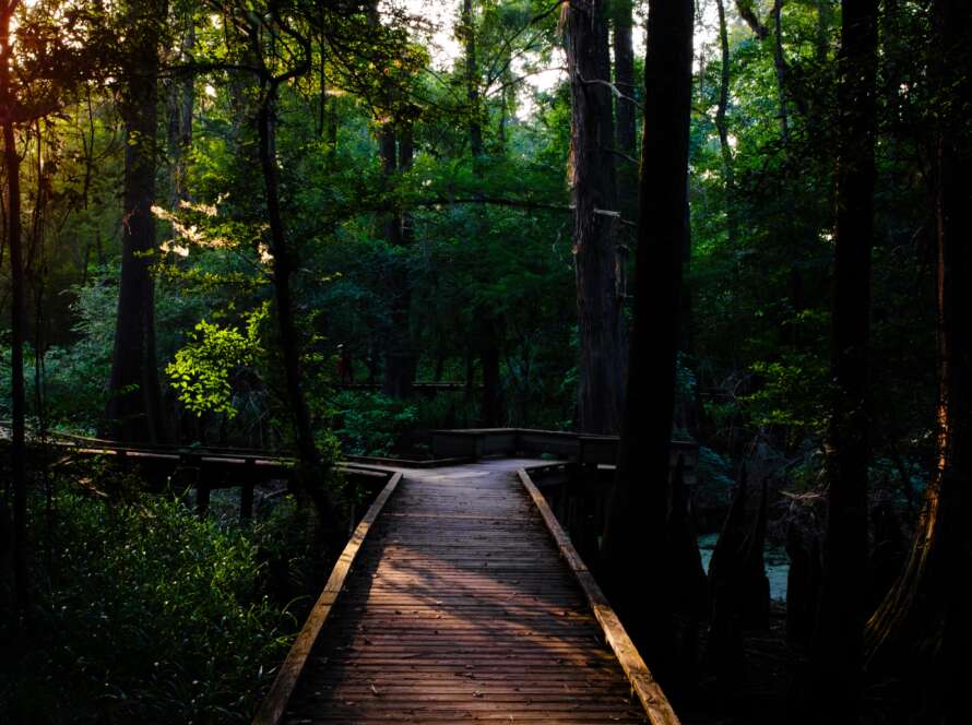 Boardwalk Pathway in Shaded Forest
