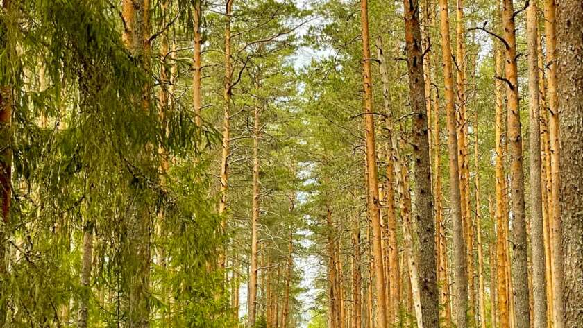 Pathway Through Trees