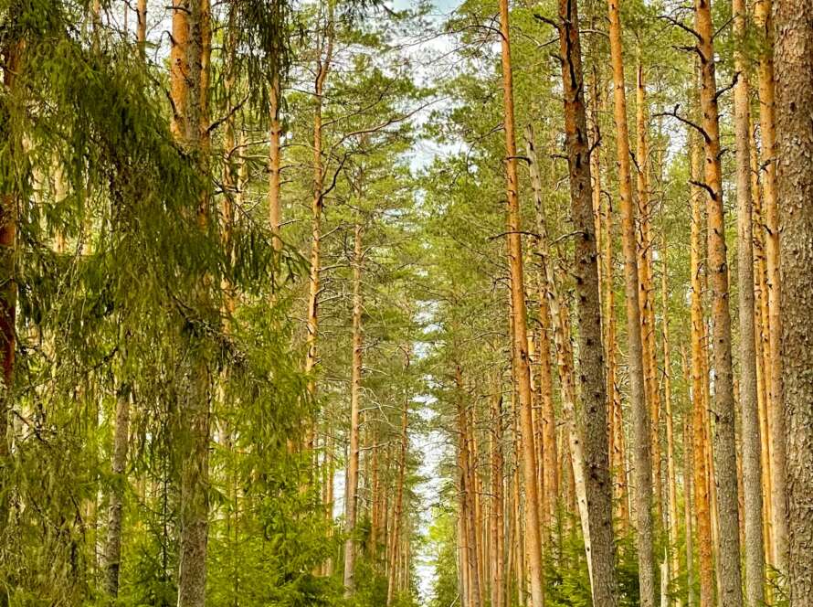 Pathway Through Trees