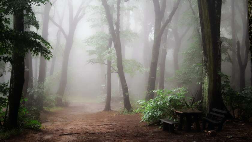 Pathway Through Foggy Forest