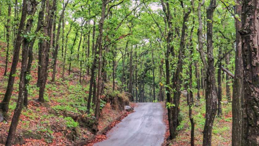 Paved Pathway Through Green Forest