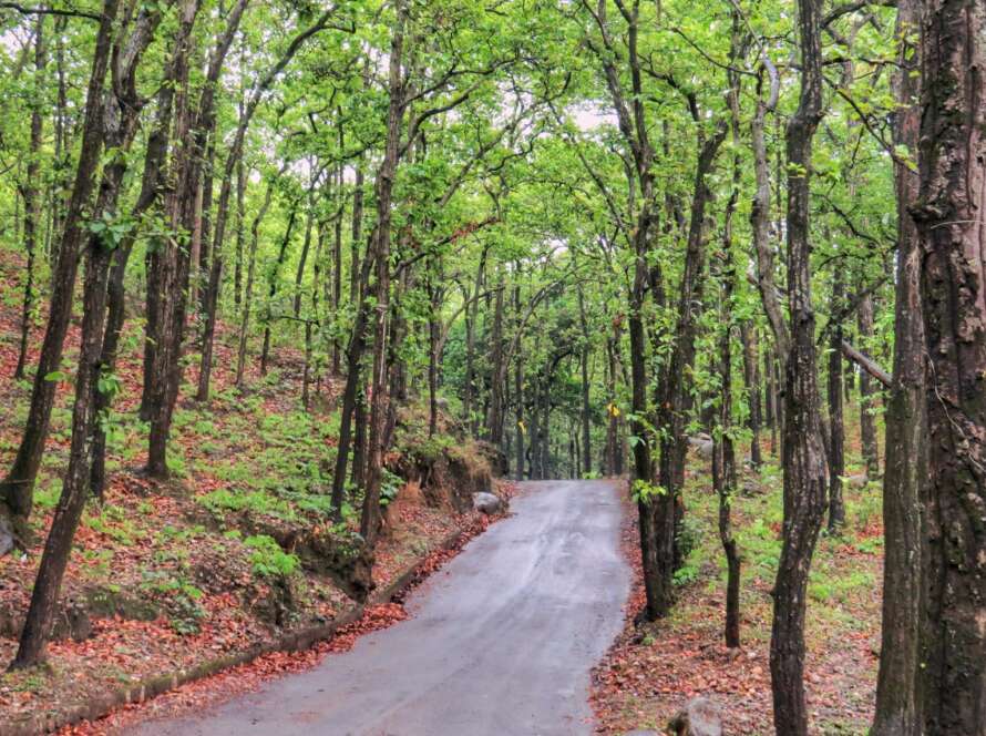 Paved Pathway Through Green Forest