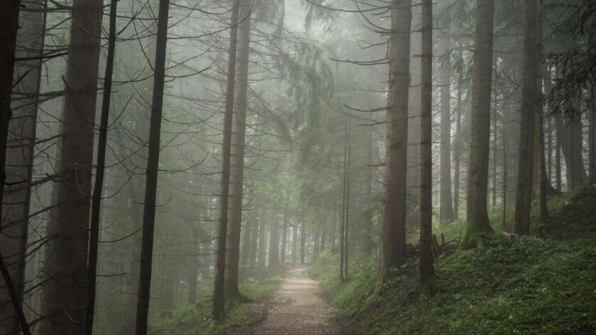 Pathway Through Foggy Forest