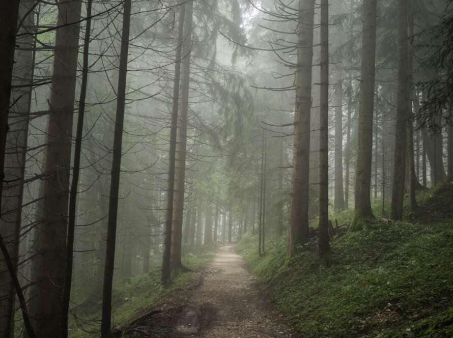 Pathway Through Foggy Forest