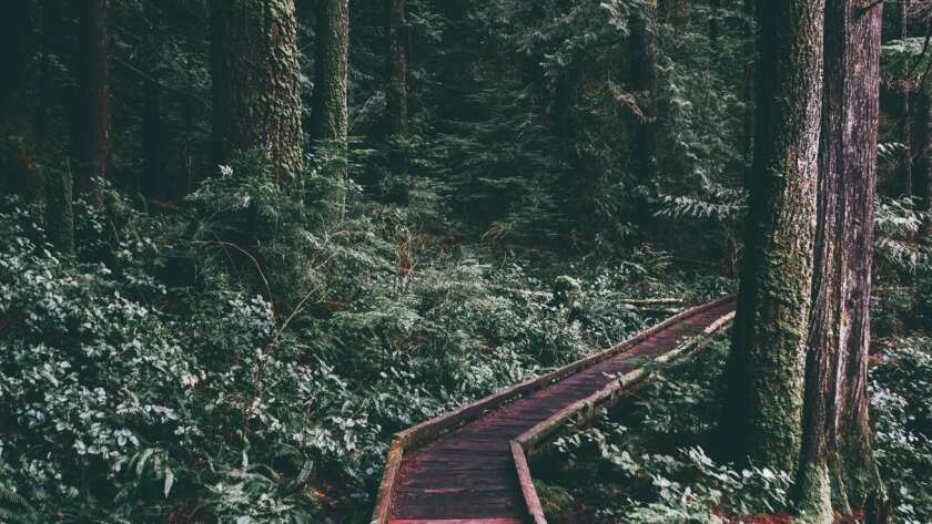 Boardwalk Pathway Through Green Forest