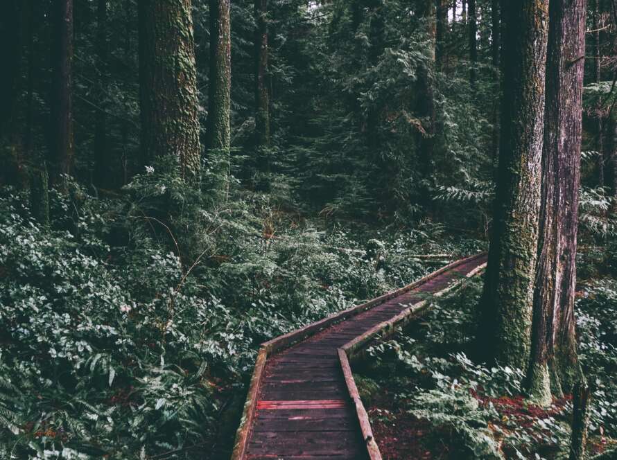 Boardwalk Pathway Through Green Forest