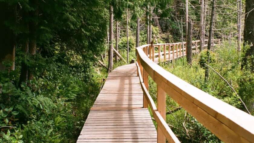 Boardwalk Pathway Through Forest