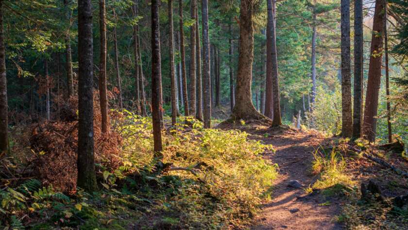 Pathway Through Early Fall Forest