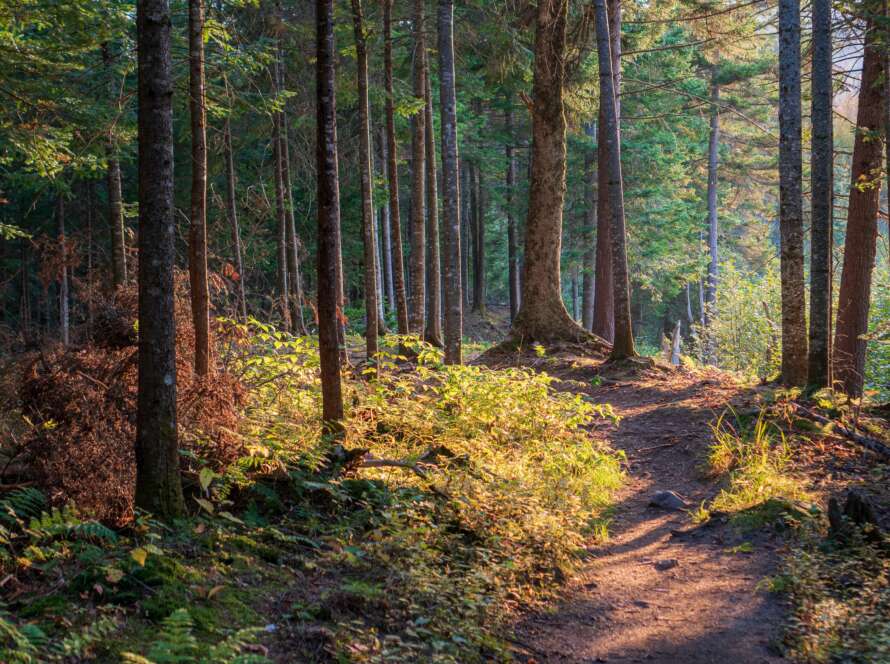 Pathway Through Early Fall Forest