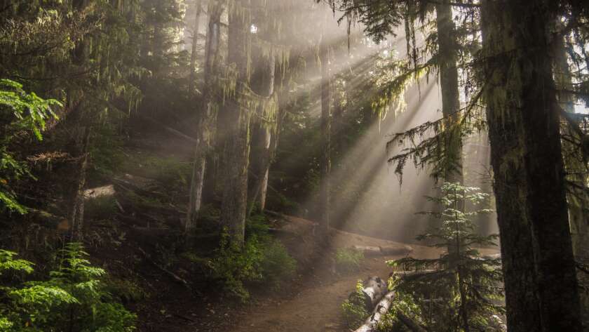 Sunrays on Pathway in Forest