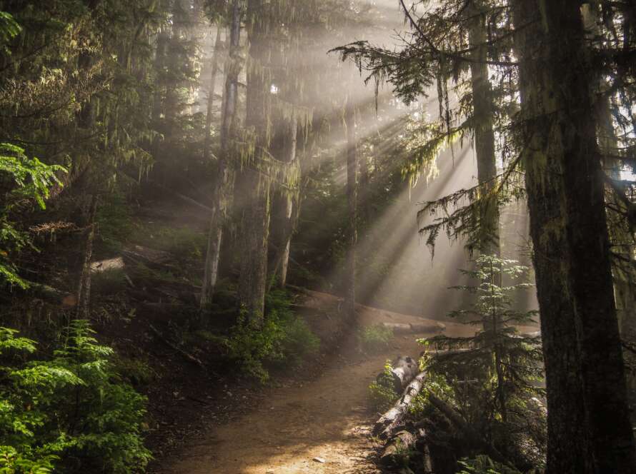 Sunrays on Pathway in Forest