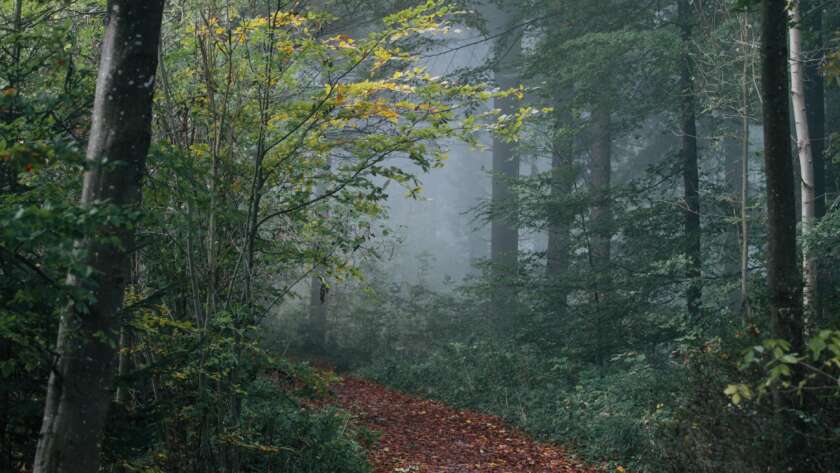 Forest Pathway