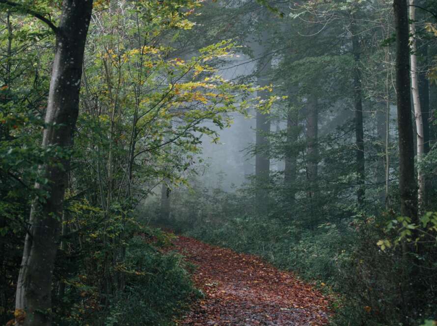 Forest Pathway