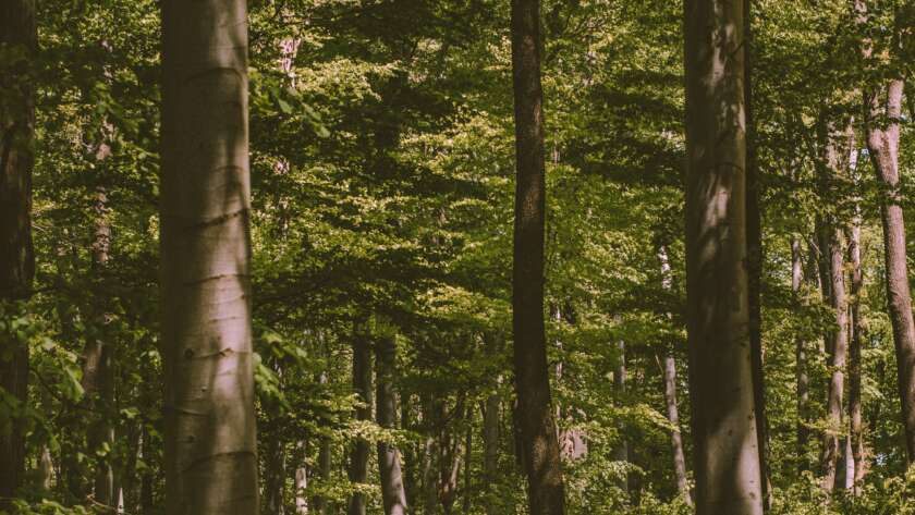 Pathway Through Forest