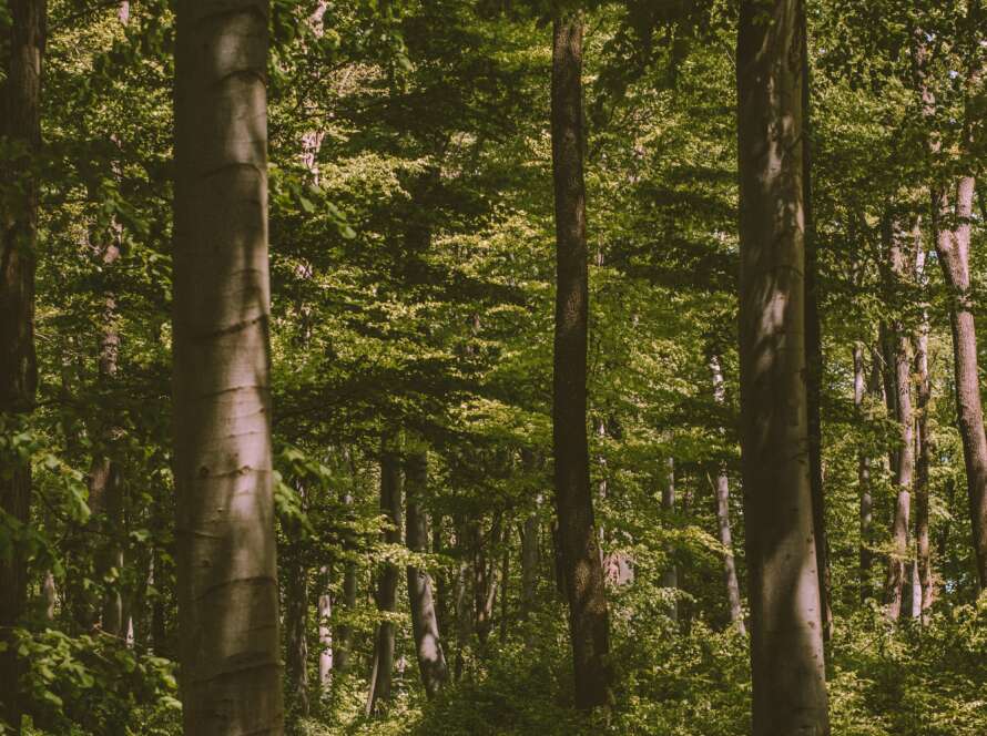 Pathway Through Forest