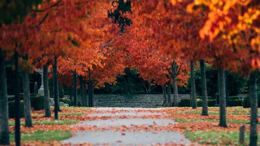 Paved Pathway Through Park with Orange Red Leaves