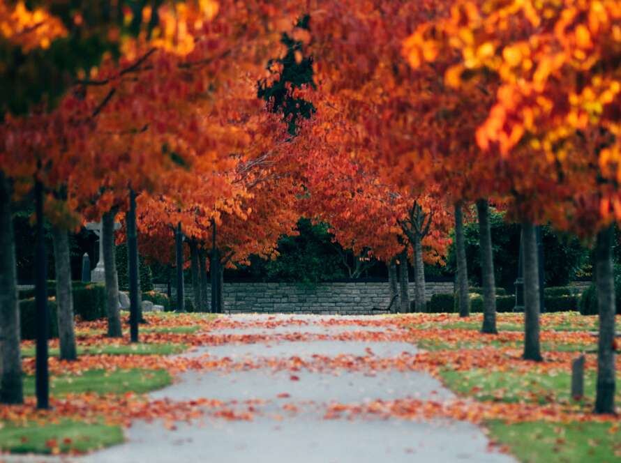 Paved Pathway Through Park with Orange Red Leaves