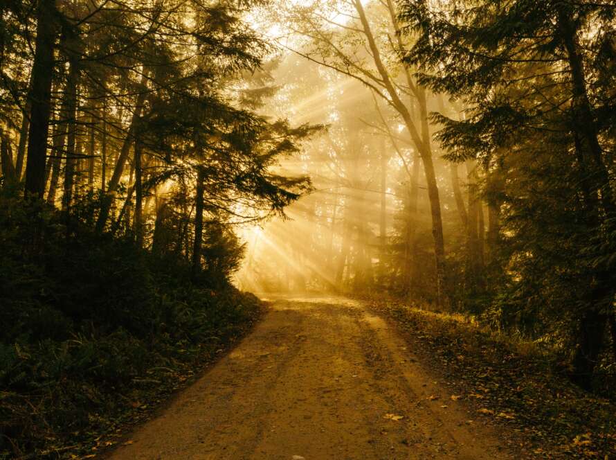 Pathway Through Forest in Golden Light