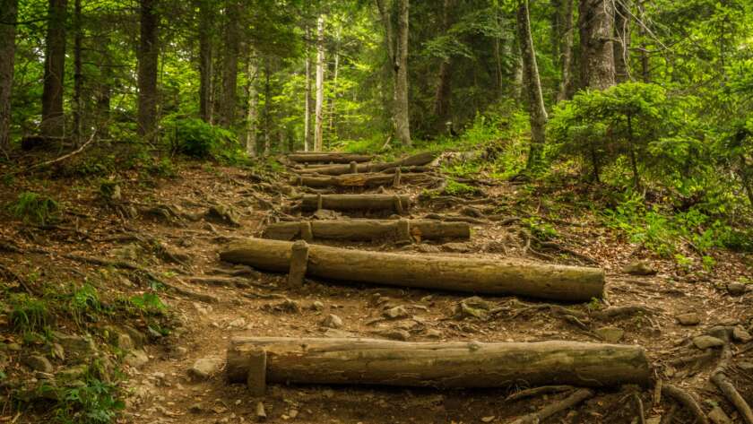 Log Stair Pathway Through Forest