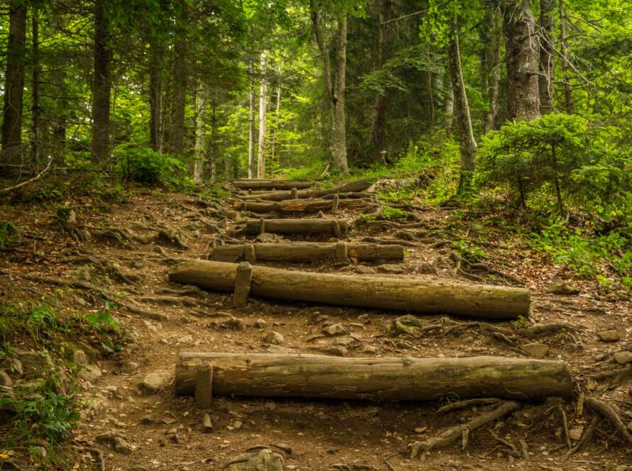 Log Stair Pathway Through Forest