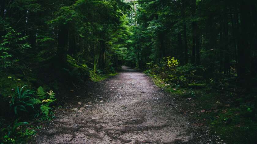 Dark Pathway Through Forest