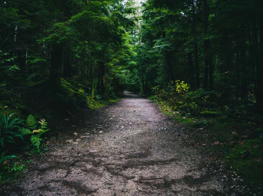 Dark Pathway Through Forest