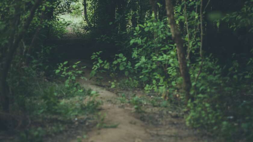 Pathway Through Dark Forest