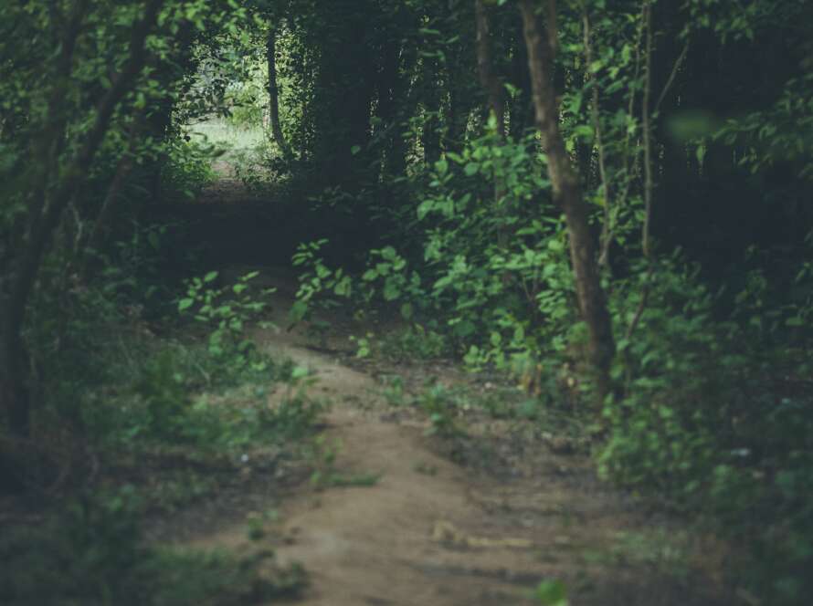 Pathway Through Dark Forest