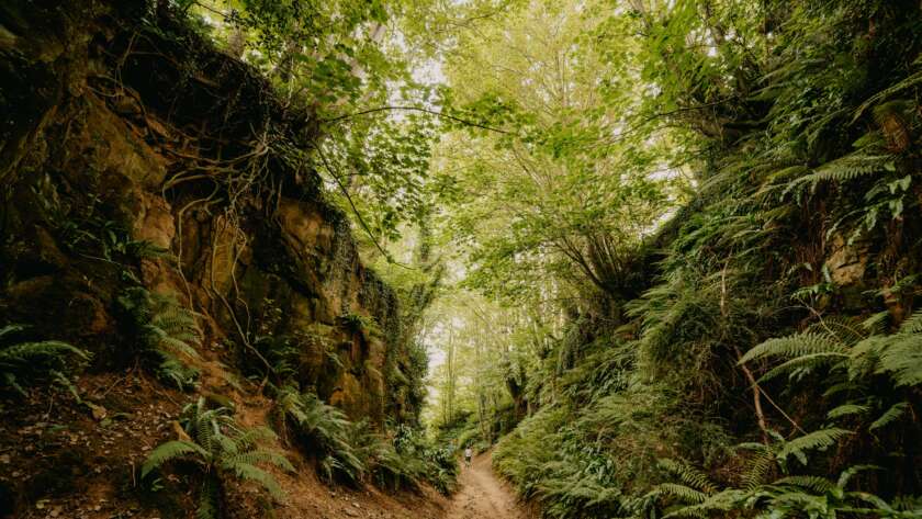 Ravine Pathway in Forest