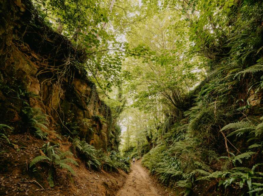 Ravine Pathway in Forest