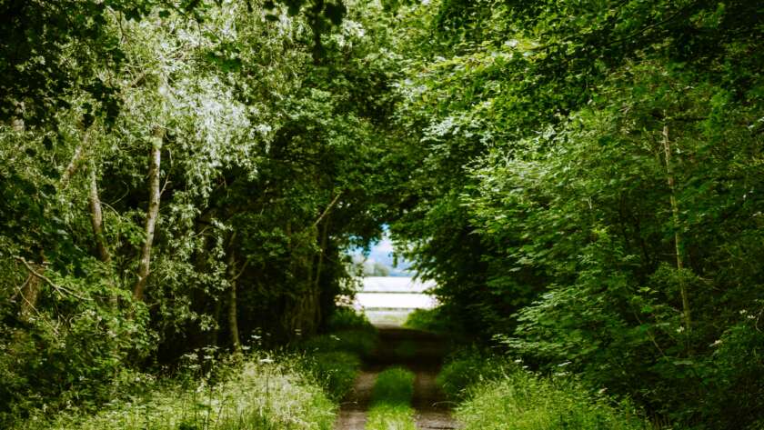 Pathway Through Overgrown Forest