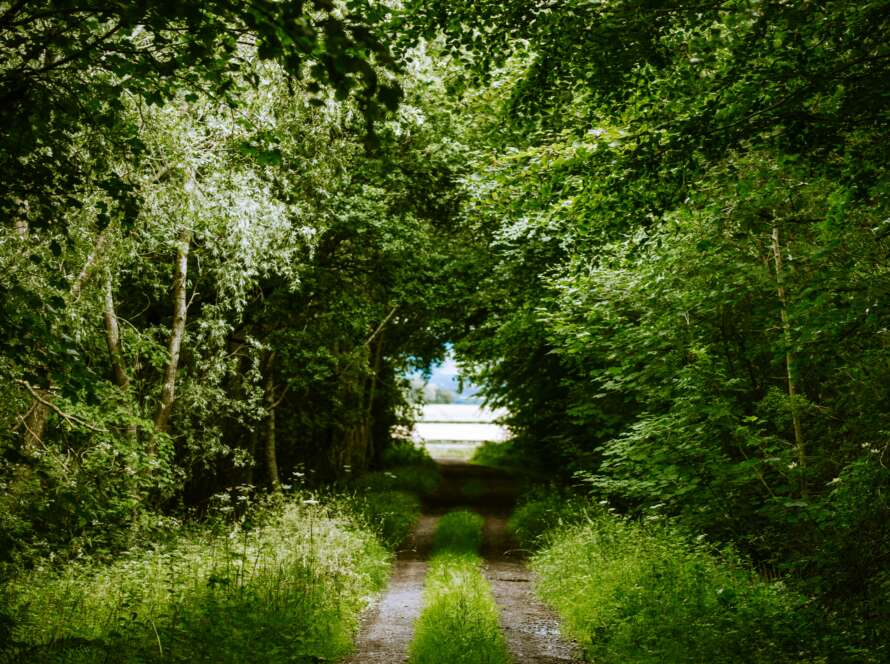 Pathway Through Overgrown Forest
