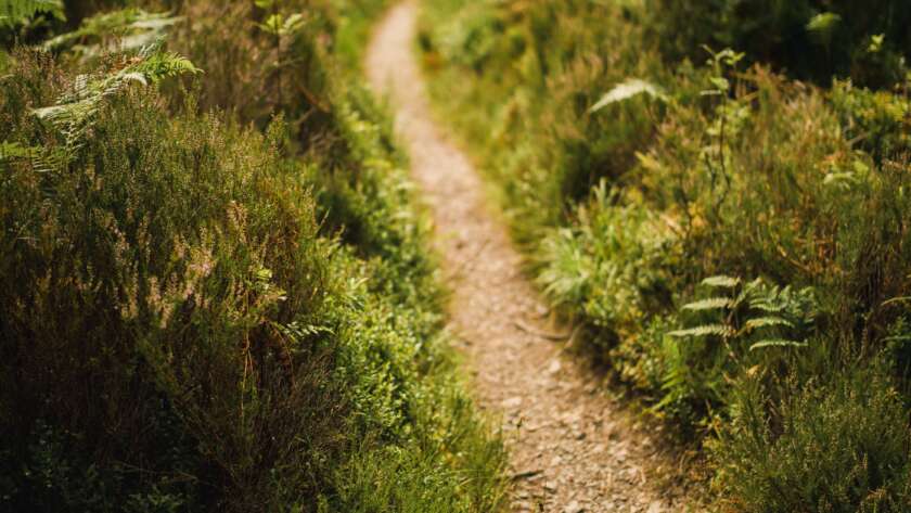 Narrow Pathway Through Ferns
