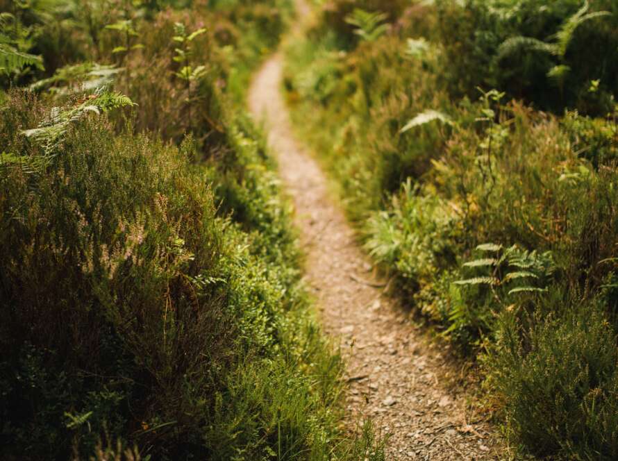 Narrow Pathway Through Ferns