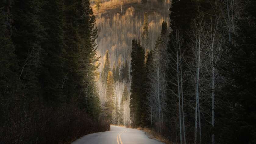 Road Pathway Through Forest
