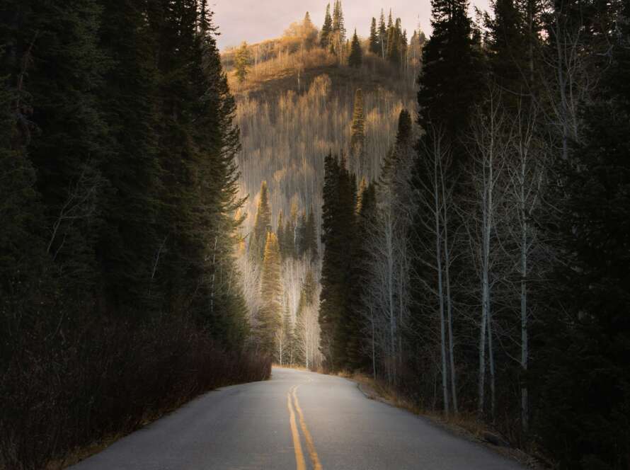 Road Pathway Through Forest