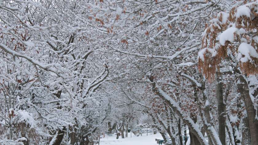 Snowy Pathway Through Winter Forest