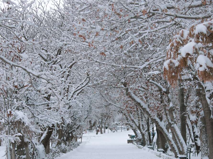Snowy Pathway Through Winter Forest