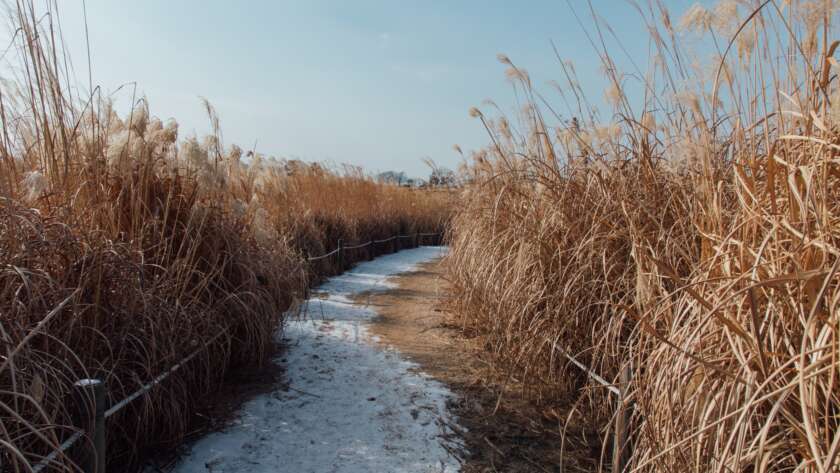 Snowy Pathway to Beach