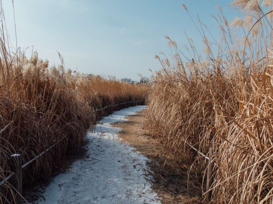 Snowy Pathway to Beach