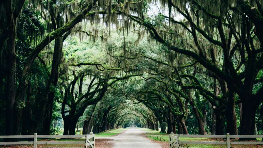 Road Pathway under Arched Mossy Trees