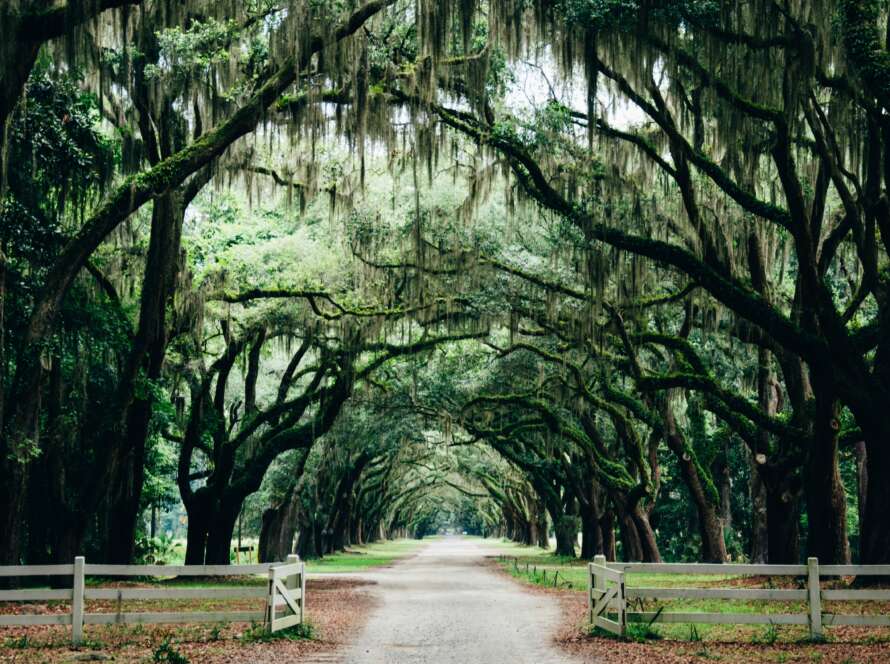 Road Pathway under Arched Mossy Trees