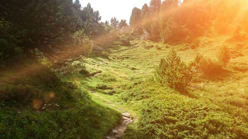 Pathway Through Forest Meadow