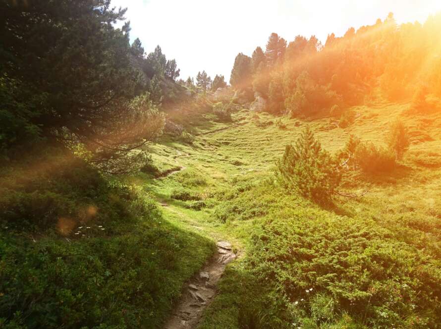Pathway Through Forest Meadow